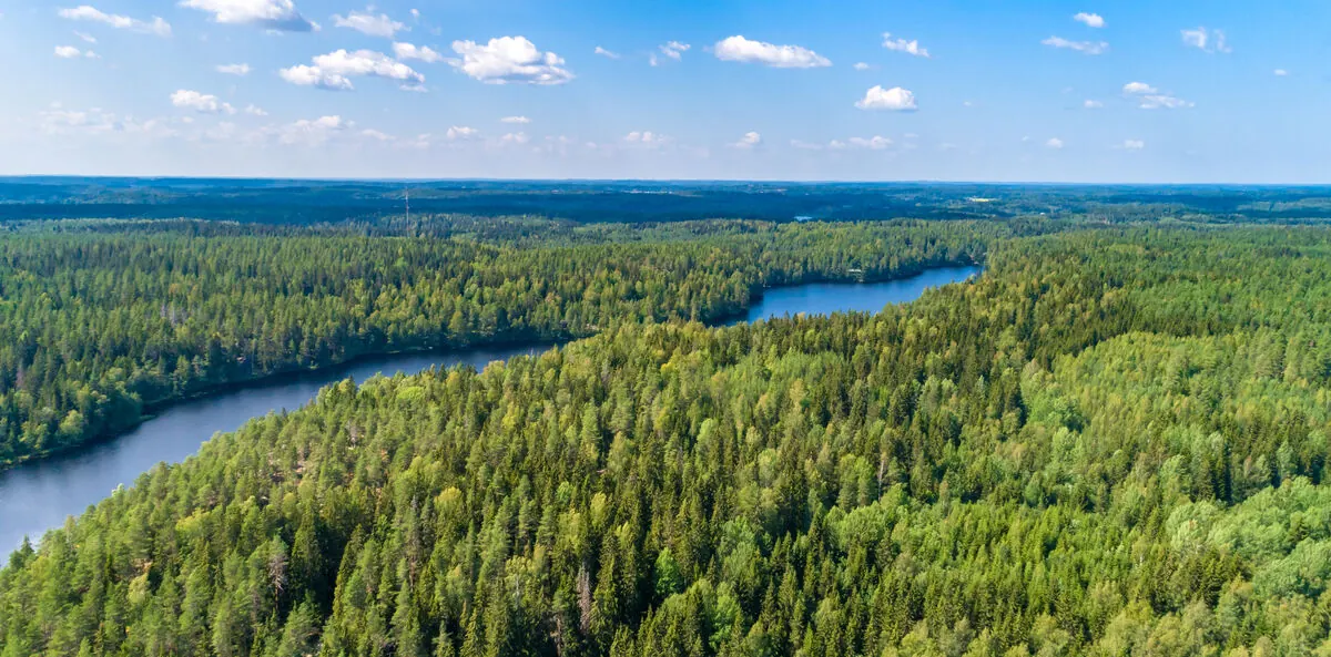 Aerial view of a forest and river for forestry and conservation monitoring